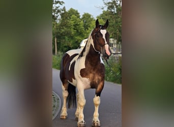 Poolse kar Bloed, Ruin, 4 Jaar, 164 cm, Gevlekt-paard, in Weert