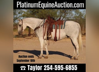 Quarter horse américain, Hongre, 15 Ans, Gris, in Eastland, TX,