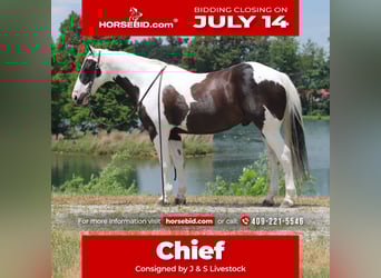 Paint Horse, Caballo castrado, 12 años, 147 cm, in Robards, KY