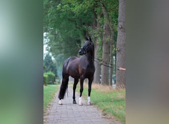 KWPN, Mare, 13 years, 16.1 hh, Black, in Elim,
