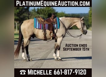 American Quarter Horse, Wallach, 13 Jahre, 152 cm, Buckskin, in Stephenville TX