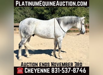 Quarter horse américain, Hongre, 10 Ans, 157 cm, Gris, in Bitterwater CA,