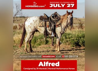 Appaloosa, Ruin, 8 Jaar, Roan-Red, in Ryan