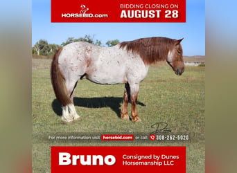 Quarter horse américain Croisé, Hongre, 6 Ans, 160 cm, Rouan Rouge, in Thedford, NE,