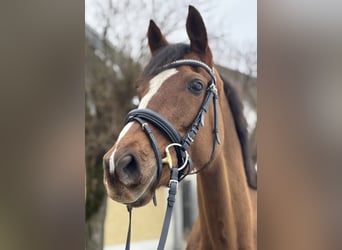 Irisches Vollblut, Wallach, 7 Jahre, 168 cm, Dunkelfuchs, in Stadl-Paura