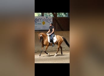 Duitse rijpony, Merrie, 11 Jaar, 144 cm, Falbe, in Nordenham,