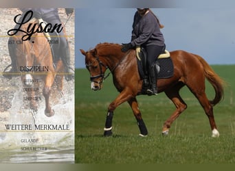 Autres races, Jument, 8 Ans, 157 cm, Alezan, in Nettersheim