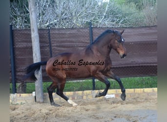 Lusitanos, Caballo castrado, 6 años, 159 cm, Castaño oscuro, in Vejer de la Frontera