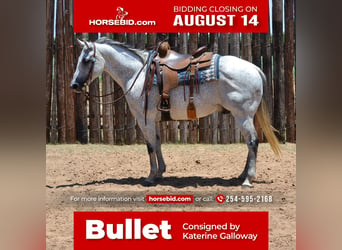 American Quarter Horse, Wallach, 13 Jahre, 150 cm, Schimmel, in Godley, TX,