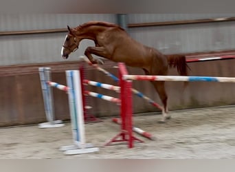 Oldenburger, Wallach, 3 Jahre, 172 cm, , in GROTE-BROGEL