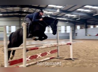 Irish Sport Horse, Wallach, 13 Jahre, 163 cm, Rappe, in Knock,