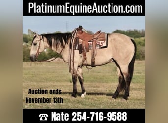 American Quarter Horse, Gelding, 11 years, 15 hh, Dun, in Waco TX,