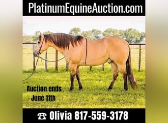 Quarter horse américain, Hongre, 13 Ans, 152 cm, Buckskin, in Weatherford TX,