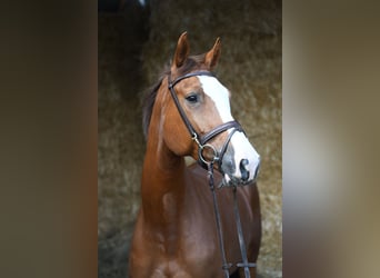 Zangersheider, Jument, 6 Ans, 167 cm, Alezan, in Geilenkirchen