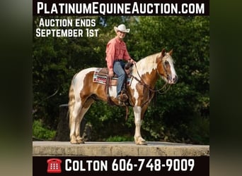 American Quarter Horse, Ruin, 6 Jaar, 165 cm, Tobiano-alle-kleuren, in Ewing Ky,