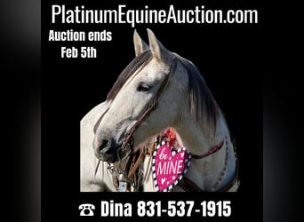 Quarter horse américain, Hongre, 9 Ans, 150 cm, Gris pommelé, in Hollister CA,