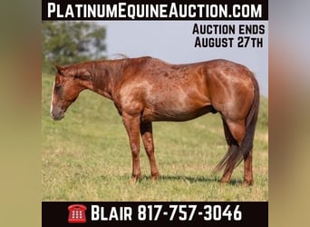 American Quarter Horse, Ruin, 13 Jaar, 157 cm, Roan-Red, in Weatherford TX,