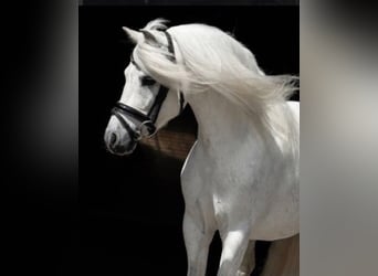 Welsh-B, Wallach, 11 Jahre, 125 cm, , in GROTE-BROGEL