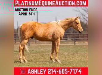 American Quarter Horse, Gelding, 4 years, 15 hh, Palomino, in Weatherford TX,