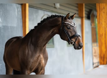 KWPN, Castrone, 10 Anni, 164 cm, Baio scuro, in Mol