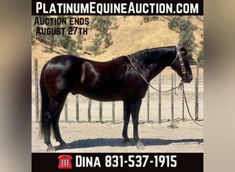 American Quarter Horse, Ruin, 15 Jaar, 152 cm, Zwart, in Paicines CA