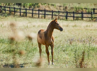 American Quarter Horse, Stallion, 1 year, Chestnut-Red, in München,