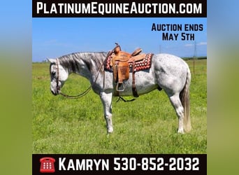 American Quarter Horse, Ruin, 8 Jaar, 157 cm, Schimmel, in Pleasant Grove CA,