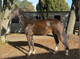 Westfaal, Merrie, 5 Jaar, 168 cm, Donkerbruin, in Erkelenz