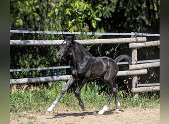 Stallion 