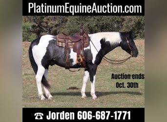 Quarter horse américain, Hongre, 8 Ans, 155 cm, Tobiano-toutes couleurs, in Cleburne tx,
