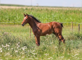 Oldenburg, Stallion, 2 years, Brown, in Ceske Budejovice, Tschechien,