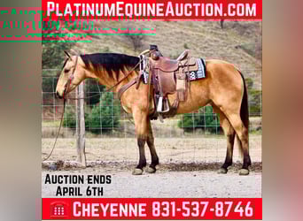 American Quarter Horse, Gelding, 10 years, 14.2 hh, Buckskin, in Bitterwater CA,
