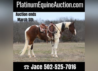 American Quarter Horse, Ruin, 7 Jaar, 157 cm, Tobiano-alle-kleuren, in Waco TX,