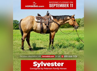 Quarter horse américain, Hongre, 11 Ans, 157 cm, Isabelle, in Valley Springs, SD,