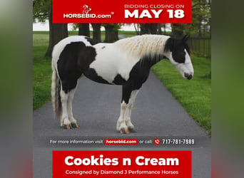 Tinker Croisé, Jument, 7 Ans, 152 cm, Pinto, in Lancaster