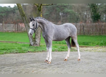 Welsh A (Mountain Pony), Stallion, 1 year, 10.1 hh, , in GROTE-BROGEL