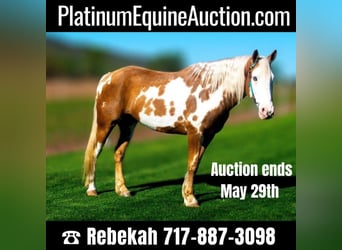 Gypsy Horse, Gelding, 7 years, 14.3 hh, Palomino, in Millersburg PA,
