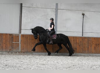 Fries paard, Merrie, 7 Jaar, 165 cm, Zwart, in Mijnsheerenland
