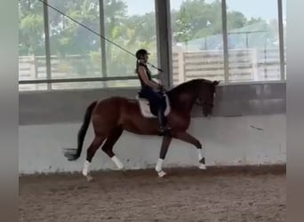 Deutsches Reitpferd, Stute, 13 Jahre, 170 cm, Dunkelfuchs, in Werne