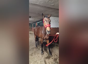 BWP (cheval de sang belge), Jument, 4 Ans, 164 cm, Bai, in Wysogotowo,