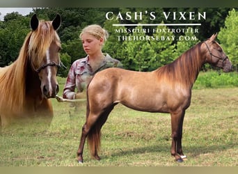 Missouri Foxtrotter, Mare, 4 years, Champagne, in Festus, MO