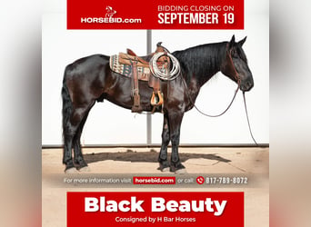 Friesian horses Mix, Gelding, 7 years, 17 hh, Black, in Joshua, TX,
