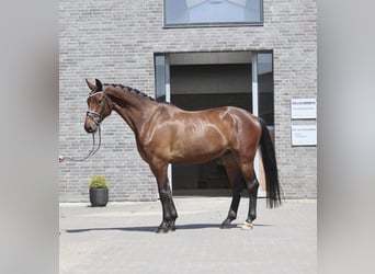 Dänisches Warmblut, Wallach, 5 Jahre, 174 cm, Hellbrauner, in Asperup