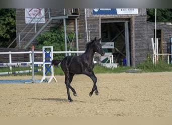 Oldenburgo, Semental, Potro (03/2024), 173 cm, Negro, in Siegen,