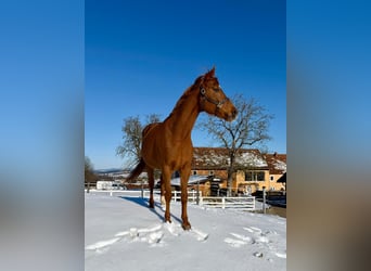 Bayerisches warmbloed, Merrie, 16 Jaar, 165 cm, Vos, in Zell an der Pram