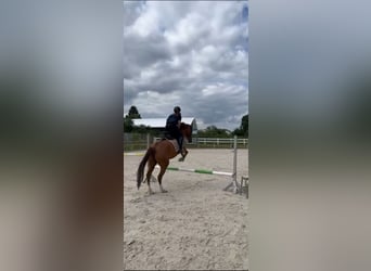 Reitbeteiligung gesucht Mensch sucht Pferd 