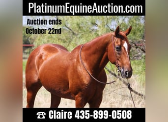 American Quarter Horse, Wallach, 14 Jahre, 152 cm, Rotfuchs, in Stephenville TX,