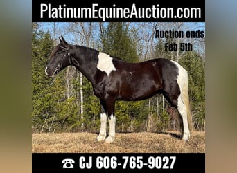 Tennessee walking horse, Hongre, 7 Ans, Tobiano-toutes couleurs, in Whitley City KY,