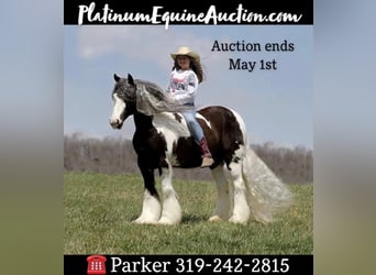 American Quarter Horse, Gelding, 16 years, 15 hh, Tobiano-all-colors, in Brodhead, KY,