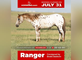 Pony of the Americas, Ruin, 13 Jaar, 137 cm, in Amarillo, TX,
